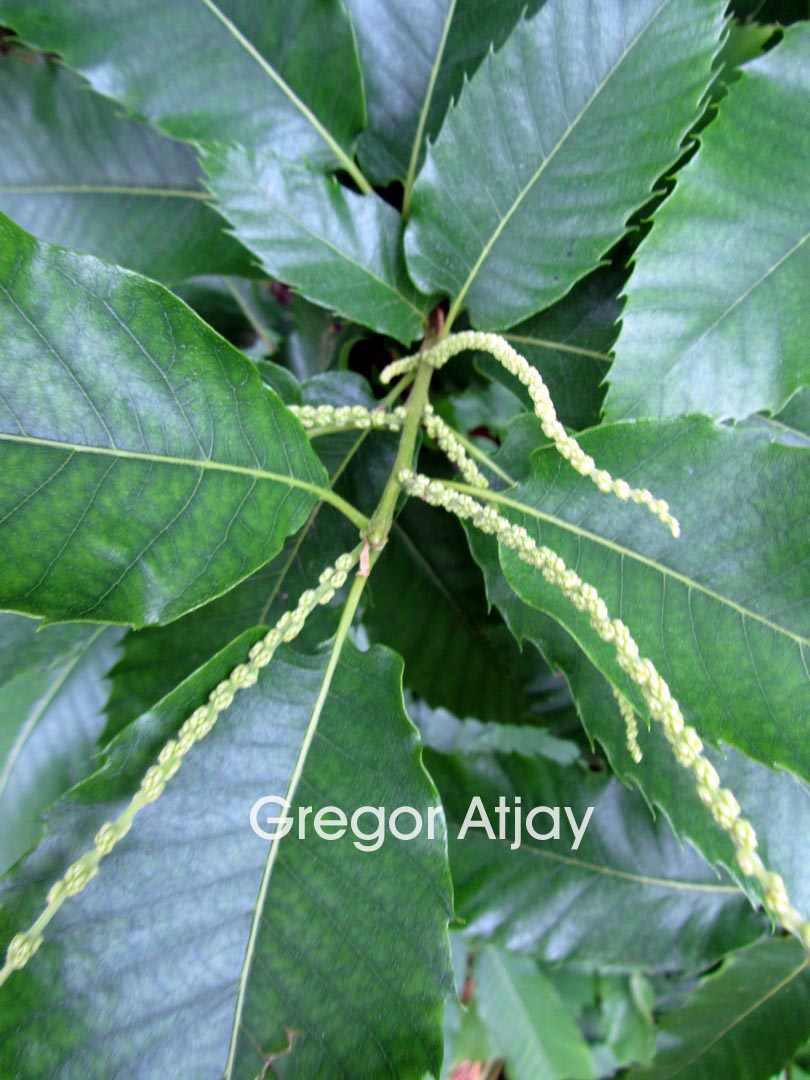 Castanea crenata
