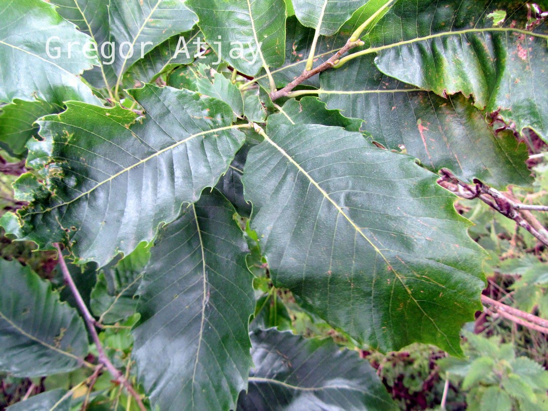 Castanea sativa 'Vincent van Gogh'