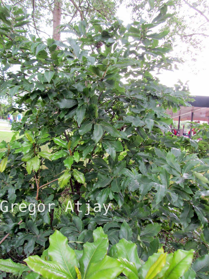 Castanea sativa 'Vincent van Gogh'