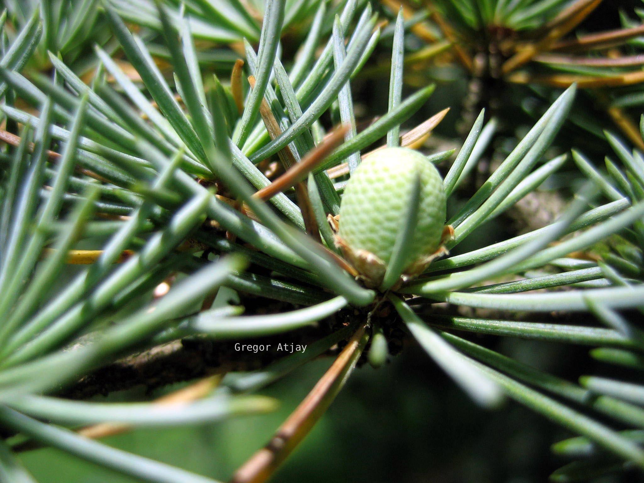 Cedrus libani 'Glauca Fastigiata'