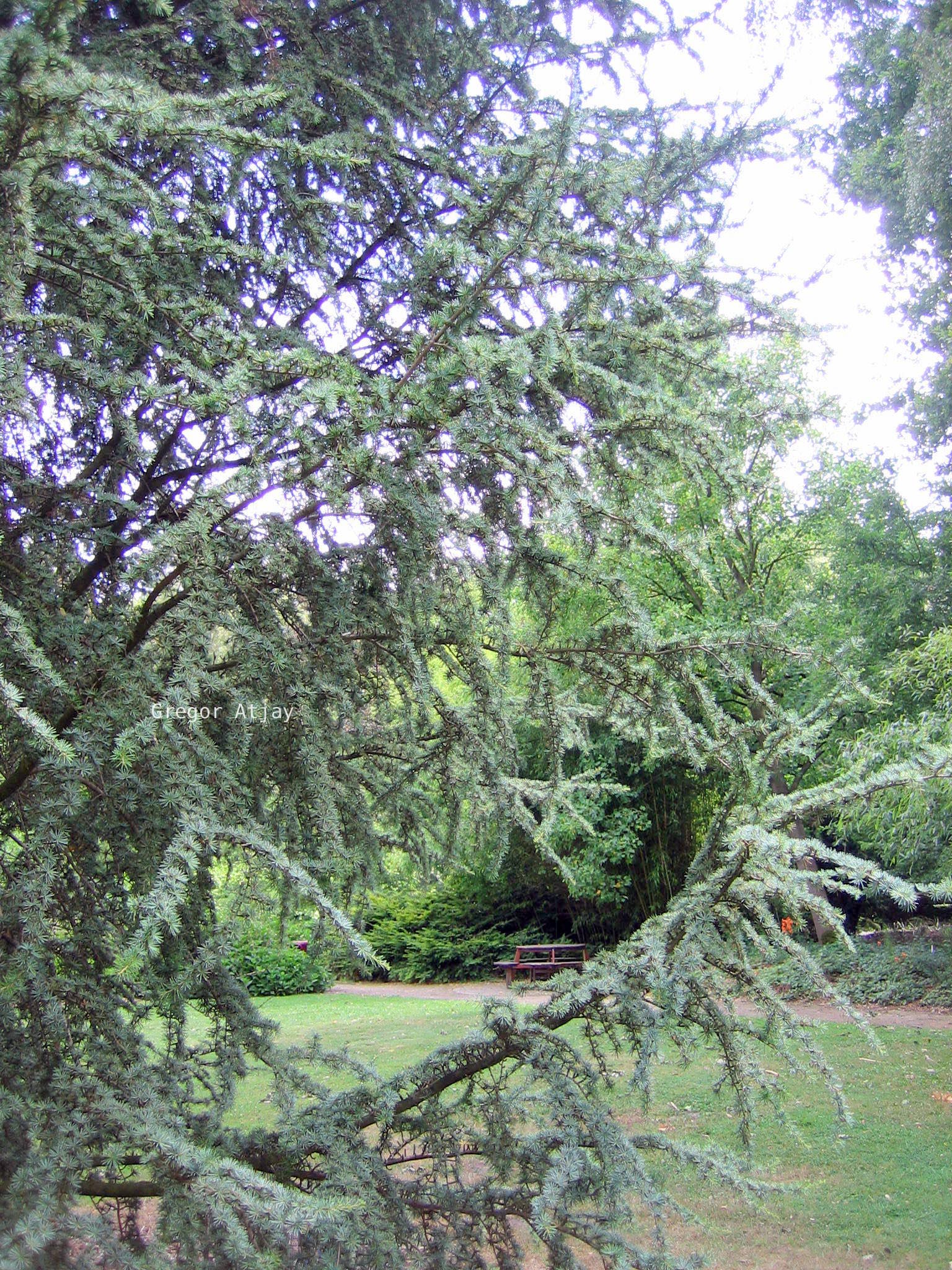 Cedrus libani 'Glauca Fastigiata'