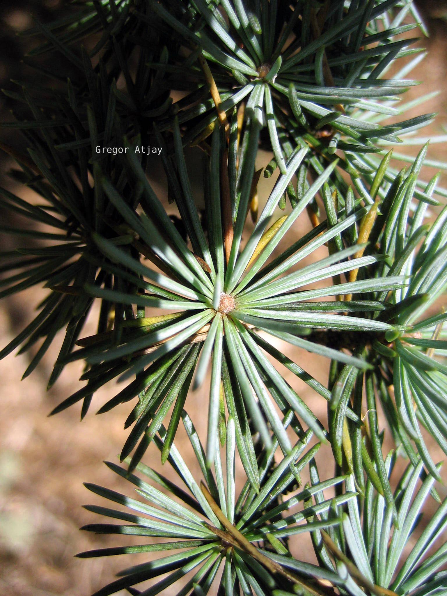 Cedrus libani 'Glauca Fastigiata'