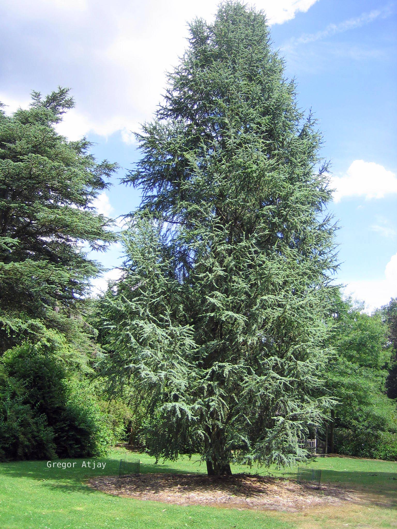 Cedrus libani 'Glauca Fastigiata'