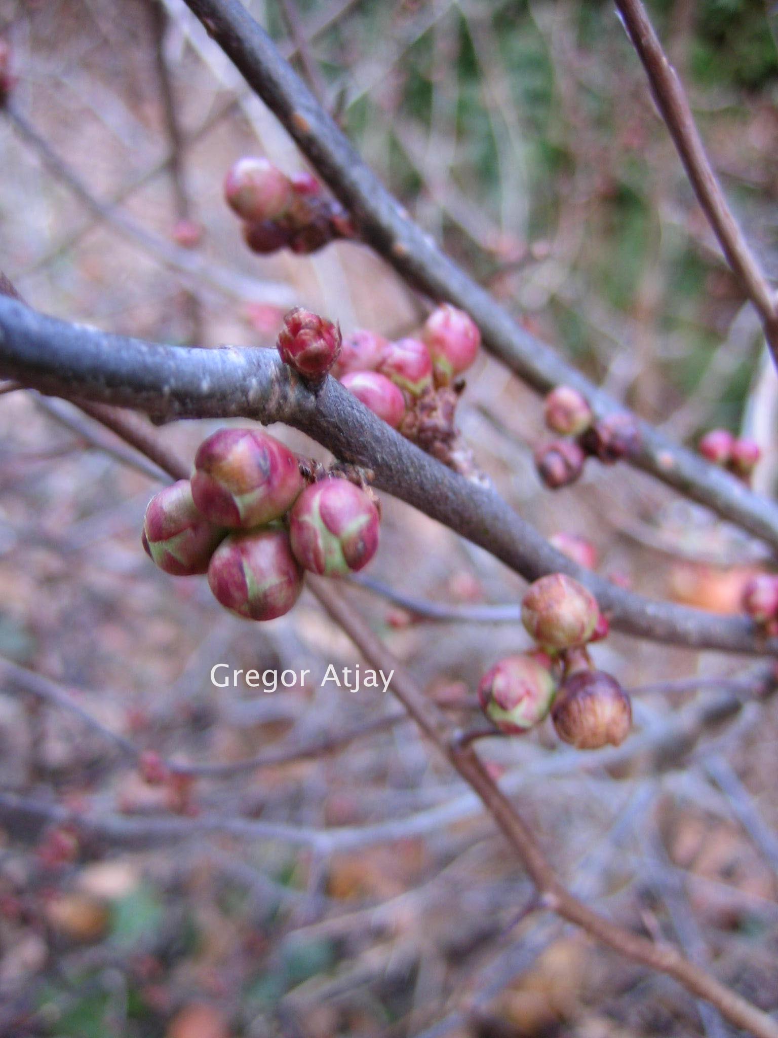 Chaenomeles superba 'Fascination'