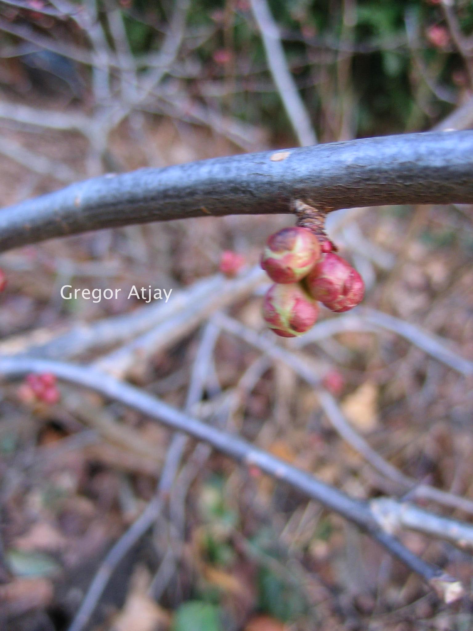 Chaenomeles superba 'Fascination'