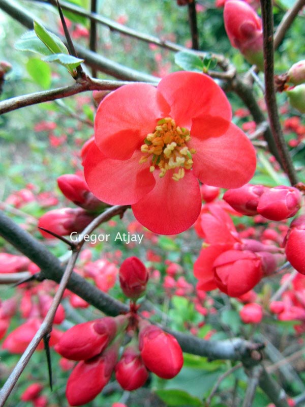 Chaenomeles superba 'Fascination'