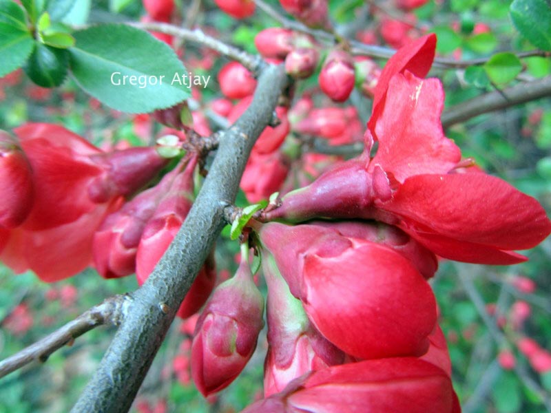 Chaenomeles superba 'Fascination'