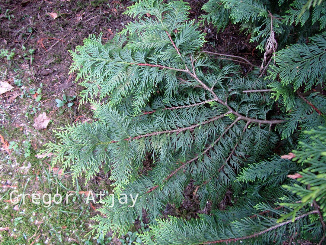 Chamaecyparis nootkatensis 'Aurea'