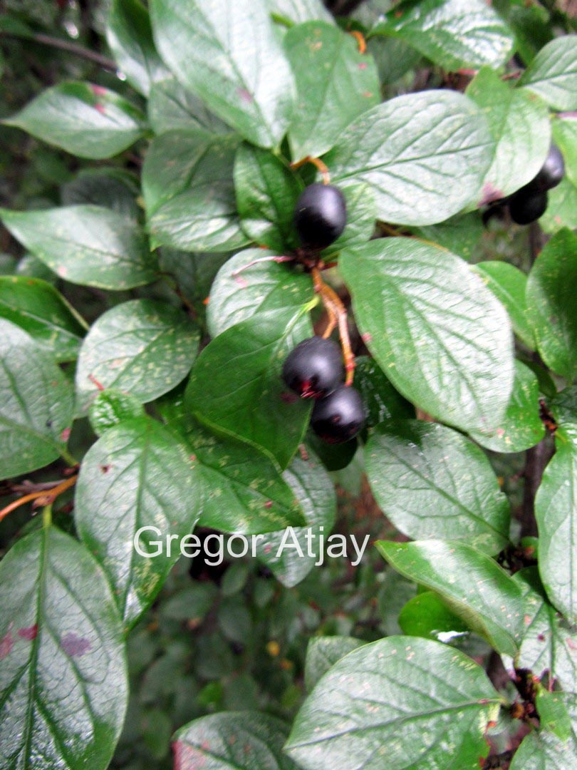 Cotoneaster melanocarpus