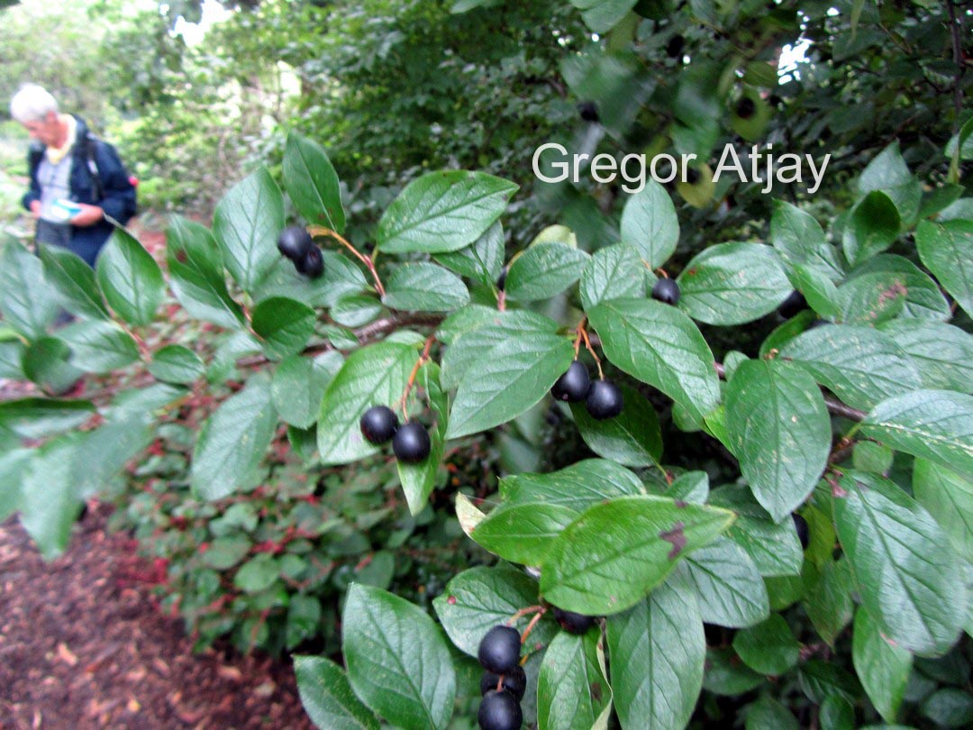 Cotoneaster melanocarpus