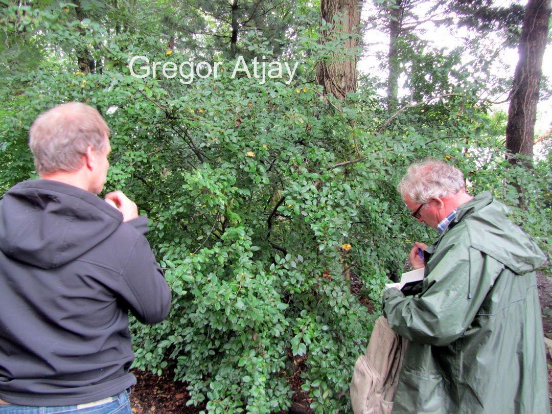 Cotoneaster melanocarpus