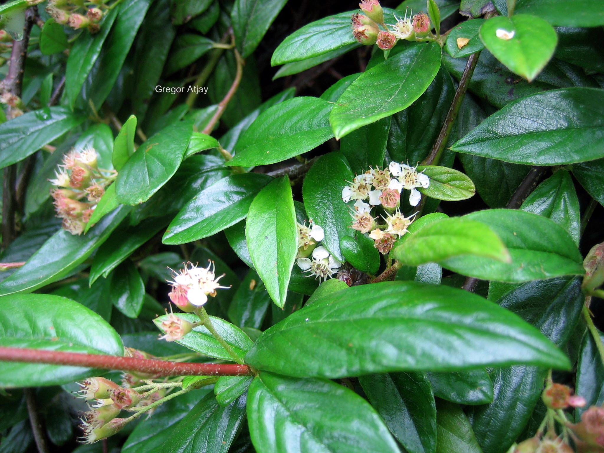 Cotoneaster salicifolius 'Herbstfeuer'