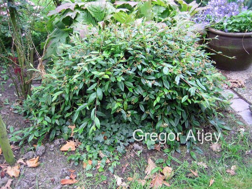 Cotoneaster salicifolius 'Herbstfeuer'