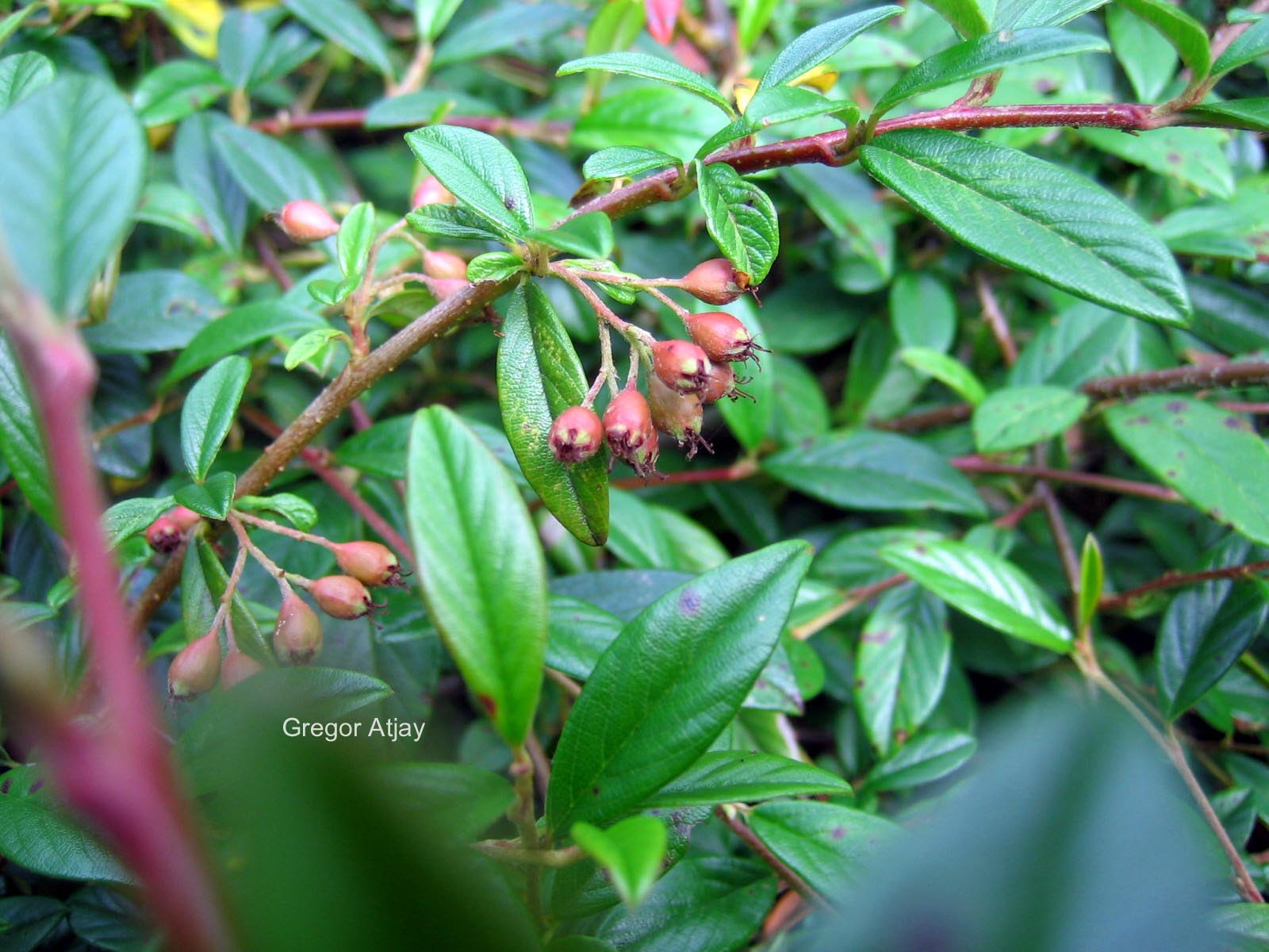 Cotoneaster salicifolius 'Scarlet Leader'