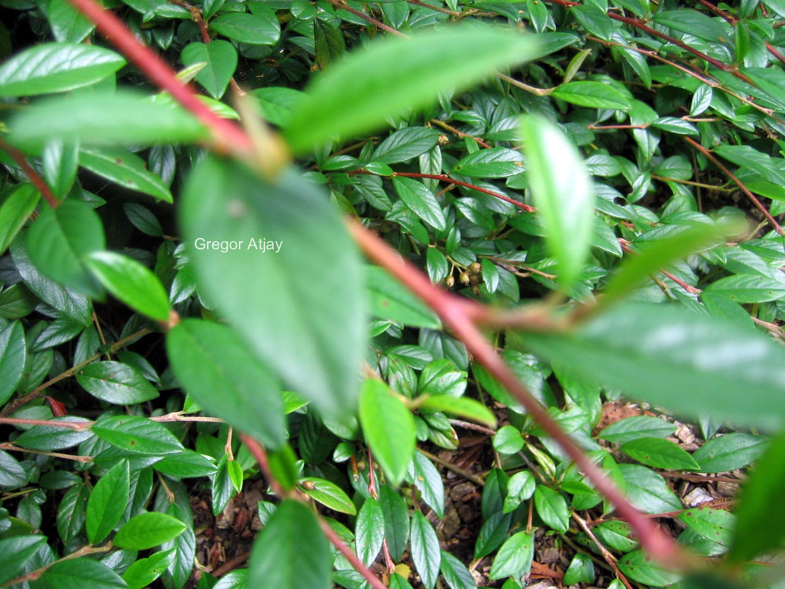 Cotoneaster salicifolius 'Scarlet Leader'