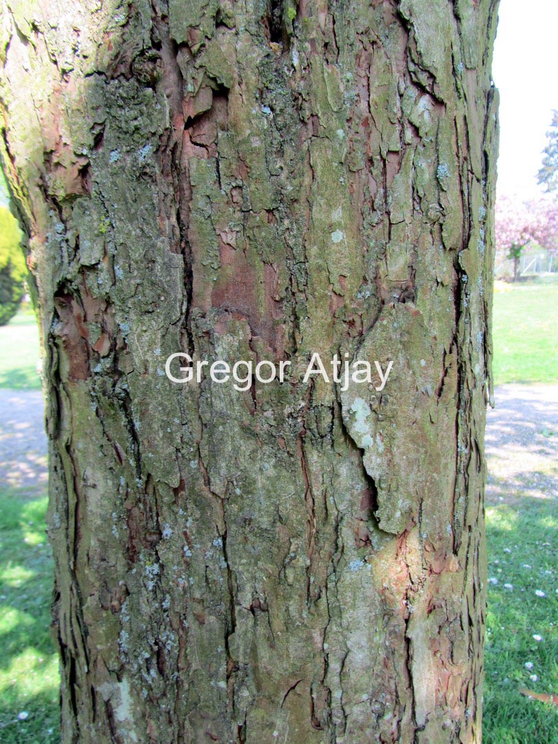 Crataegus chlorosarca