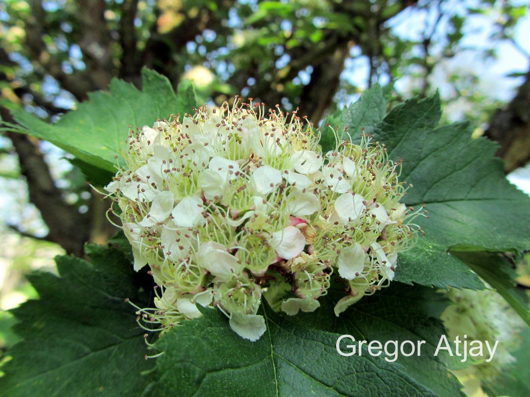 Crataegus chlorosarca