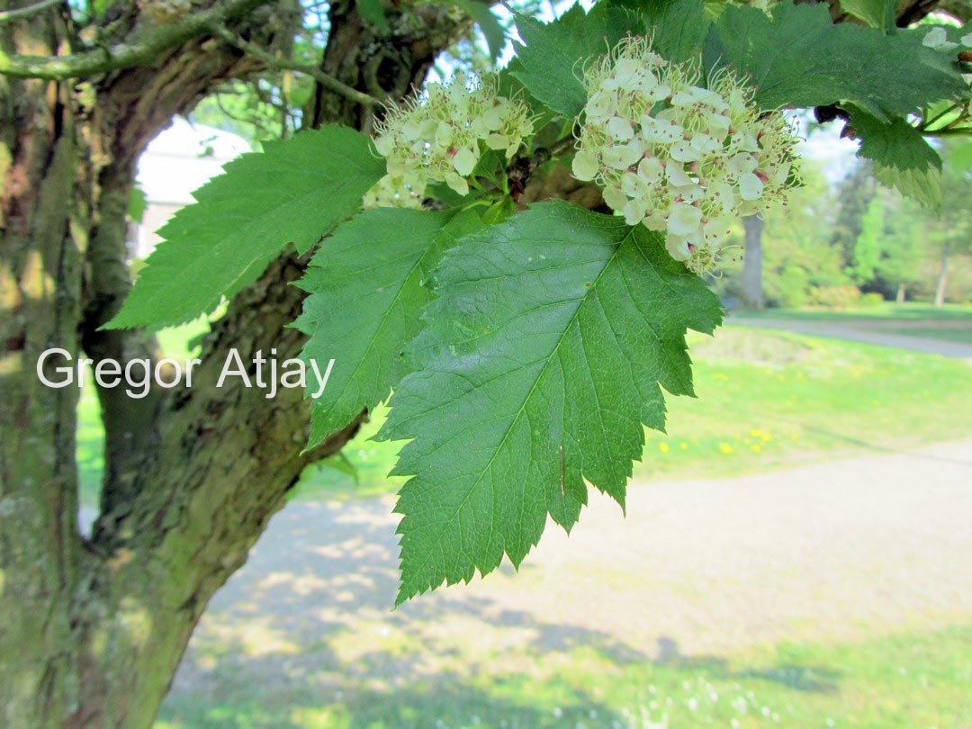 Crataegus chlorosarca