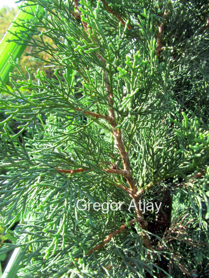 Cupressus sempervirens 'Garda'