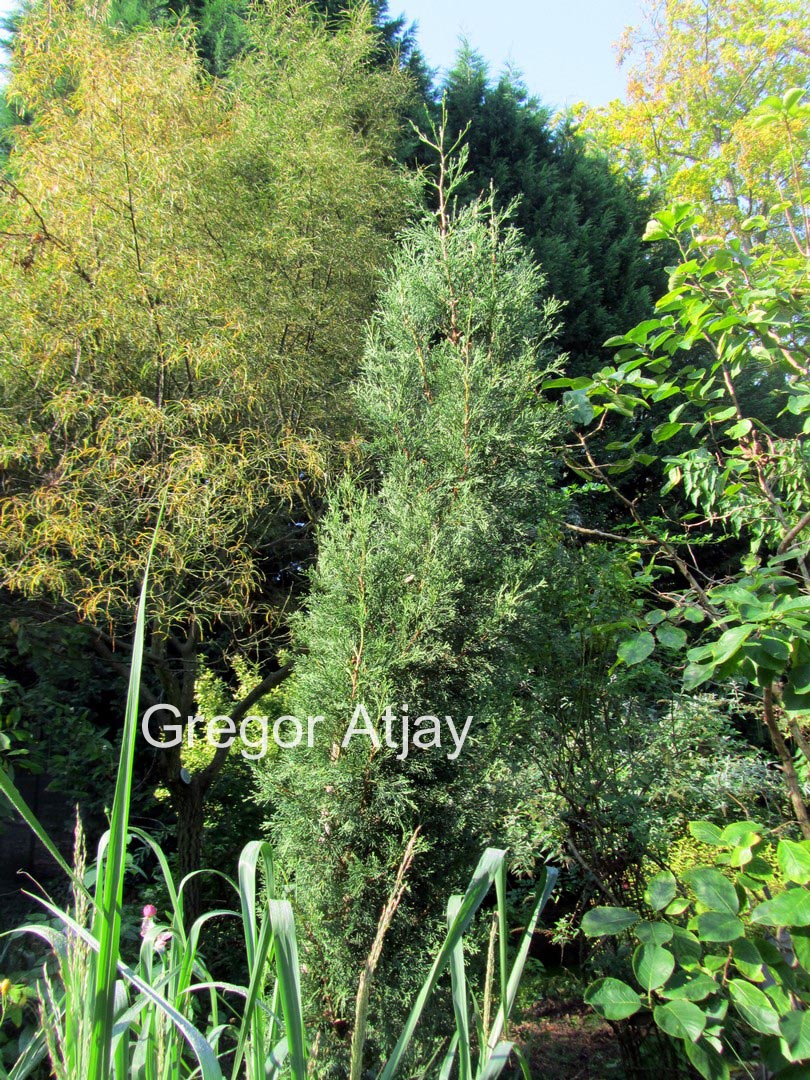 Cupressus sempervirens 'Garda'