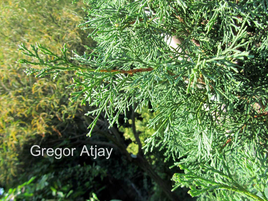 Cupressus sempervirens 'Garda'