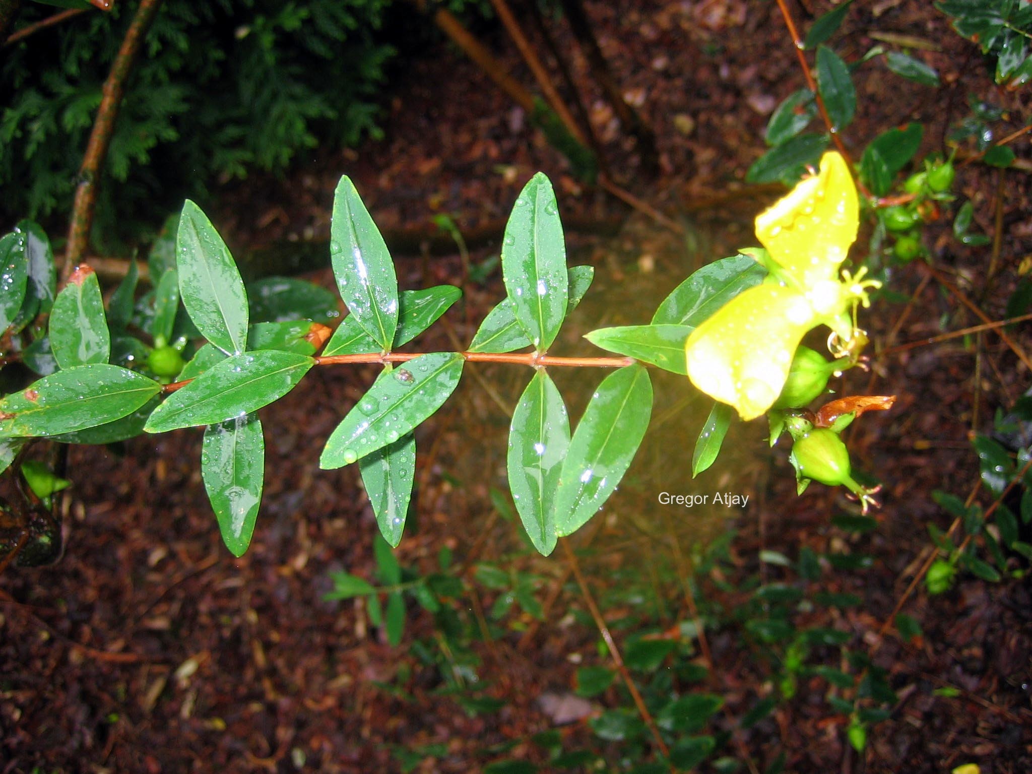 Hypericum uralum