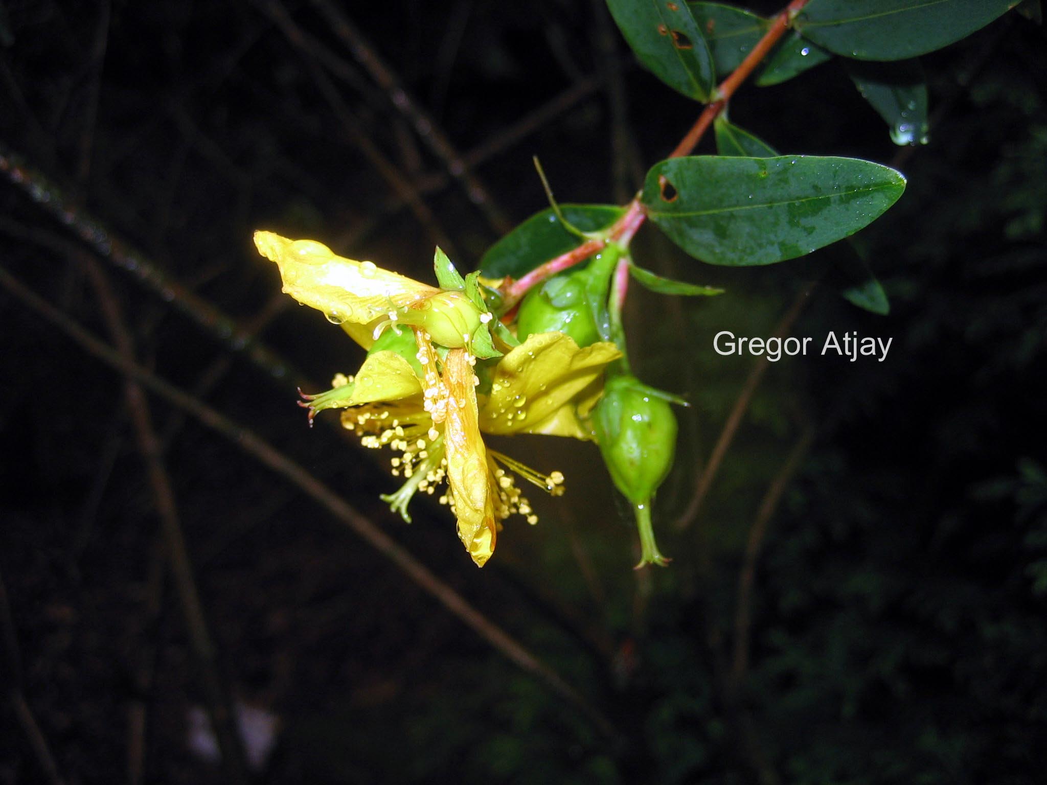 Hypericum uralum