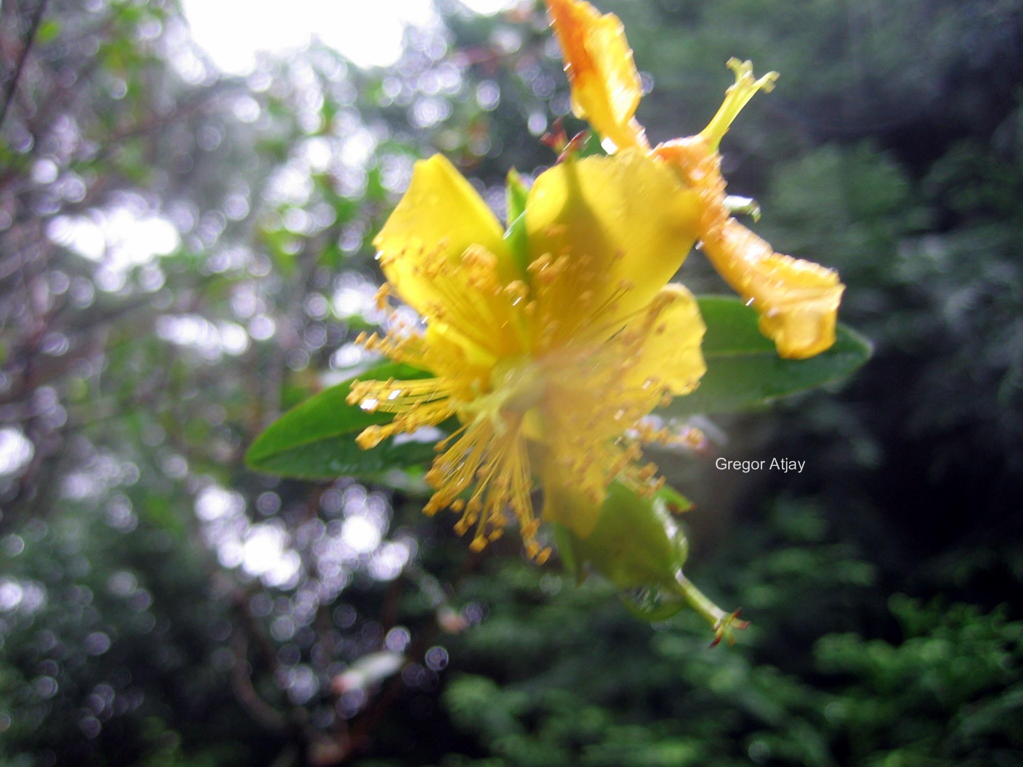 Hypericum uralum