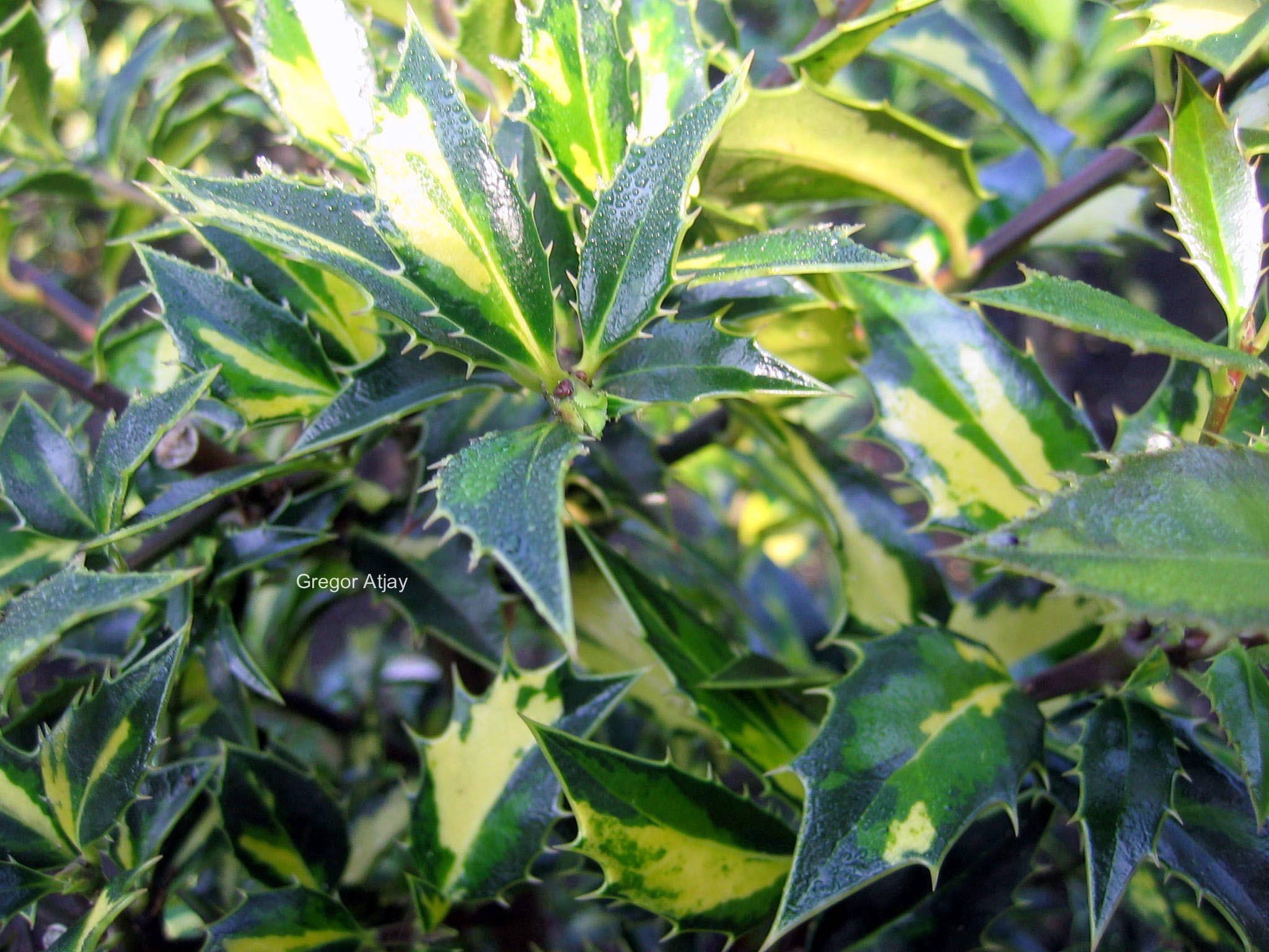 Ilex aquifolium 'Myrtifolia Aurea Maculata'