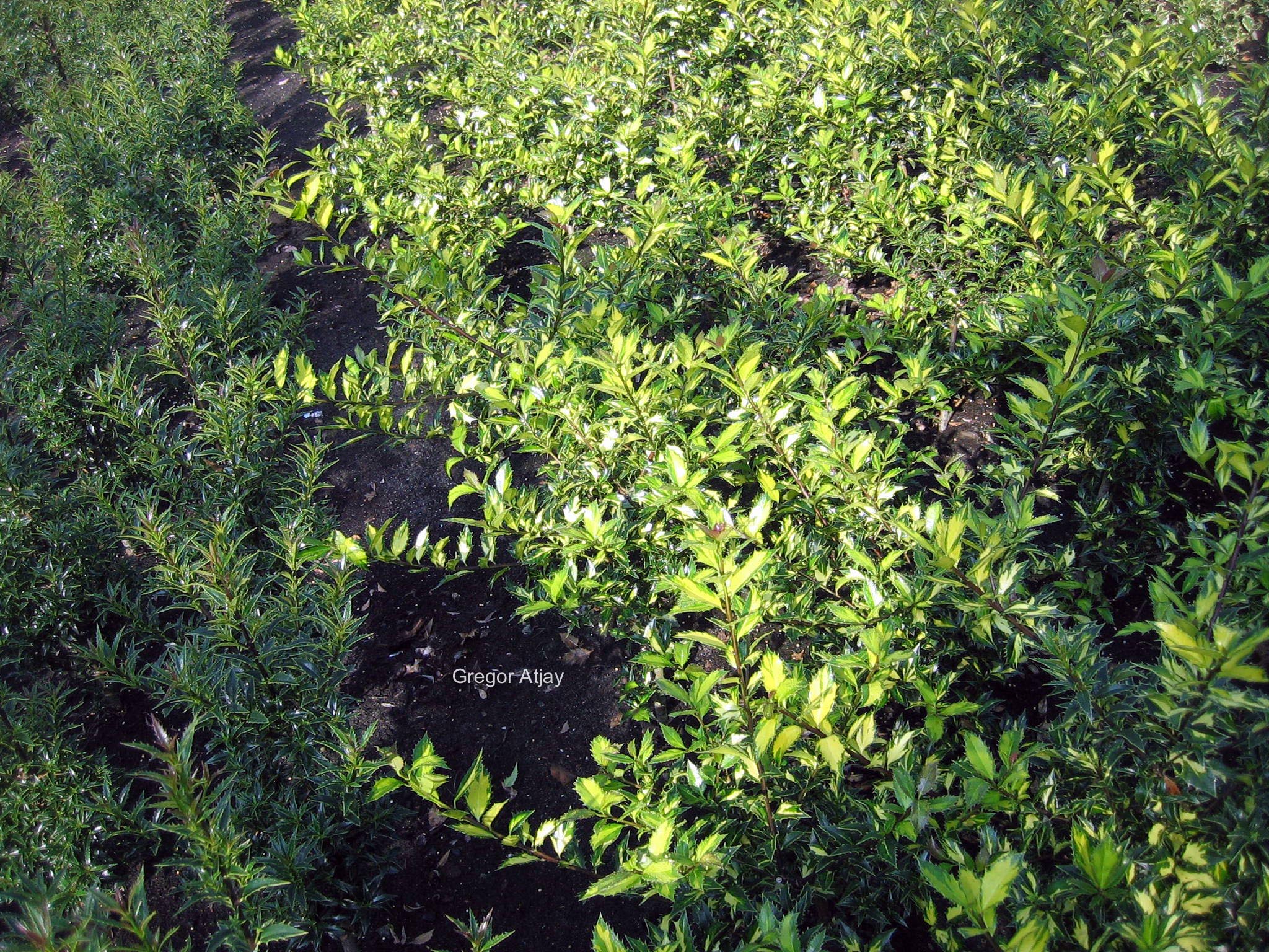 Ilex aquifolium 'Myrtifolia Aurea Maculata'