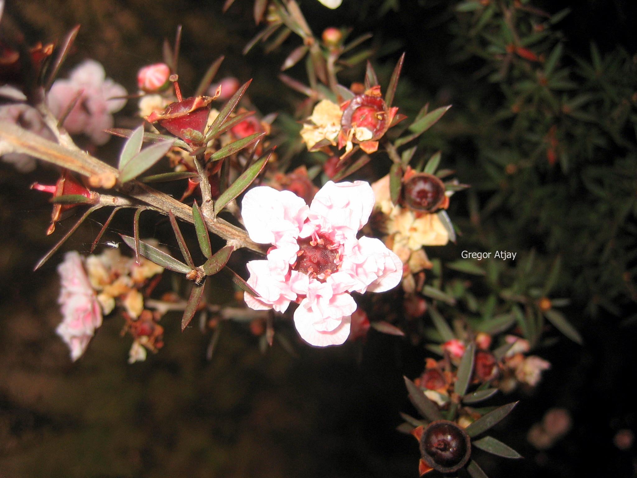Lagerstroemia indica 'Rosea Nova'