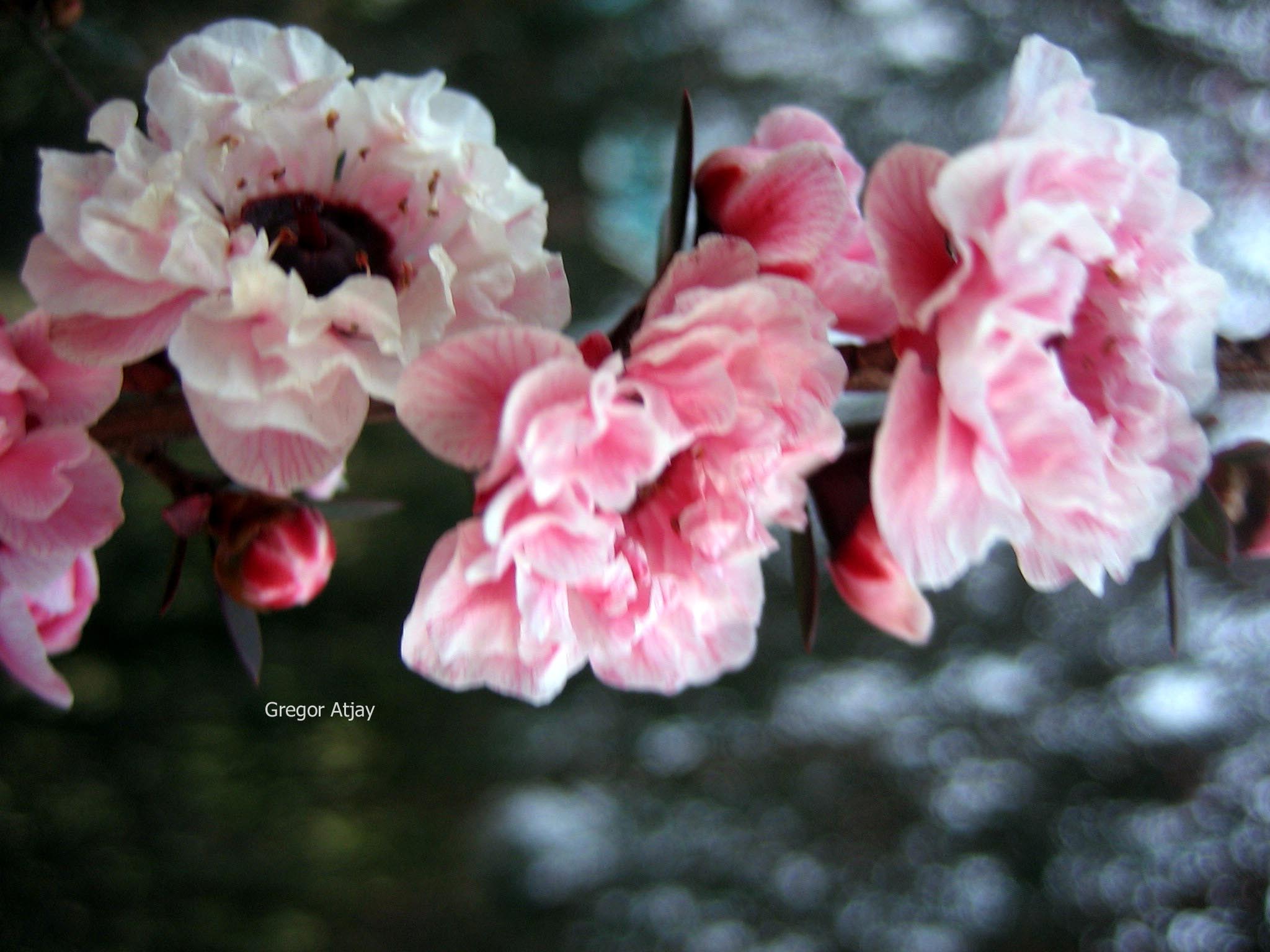 Lagerstroemia indica 'Rosea Nova'