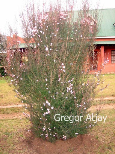 Lagerstroemia indica 'Rosea Nova'