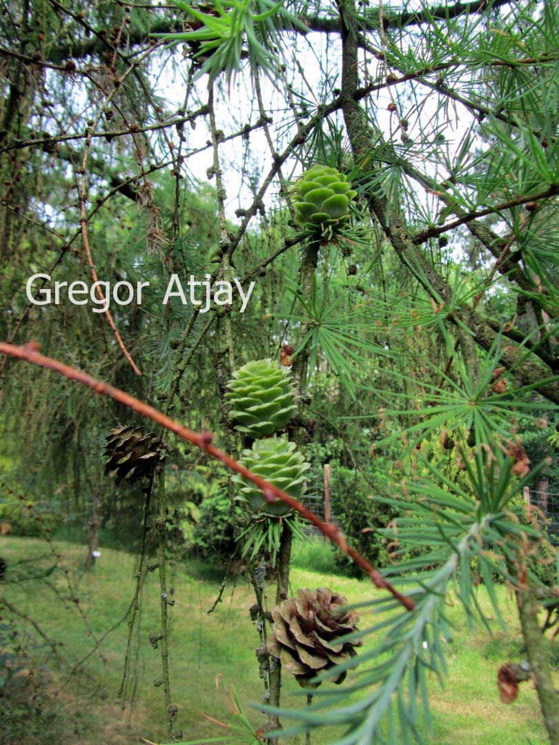 Larix kaempferi 'Blue Rabbit Weeping'