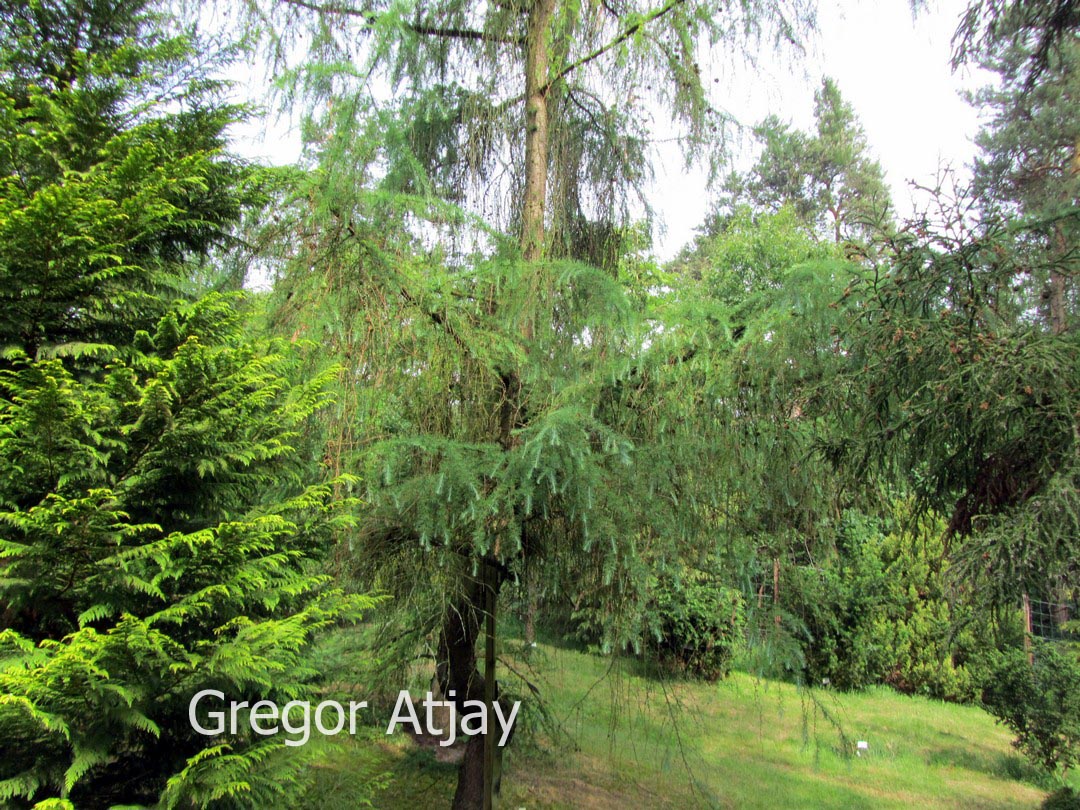 Larix kaempferi 'Blue Rabbit Weeping'