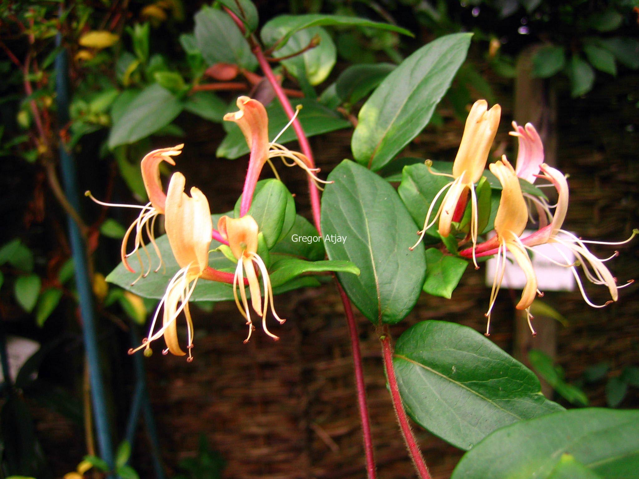 Lonicera japonica 'Red World'
