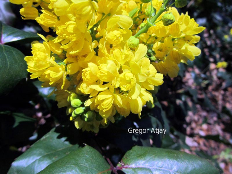 Mahonia 'Bokrasio' (SIOUX)