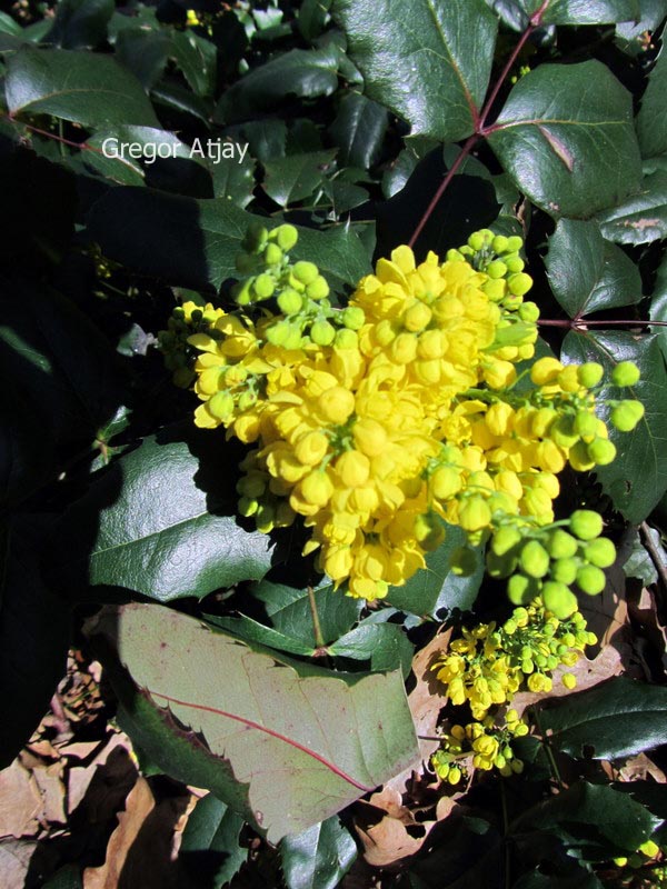 Mahonia 'Bokrasio' (SIOUX)