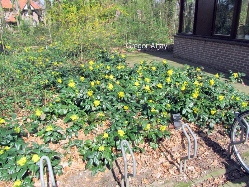 Mahonia 'Bokrasio' (SIOUX)