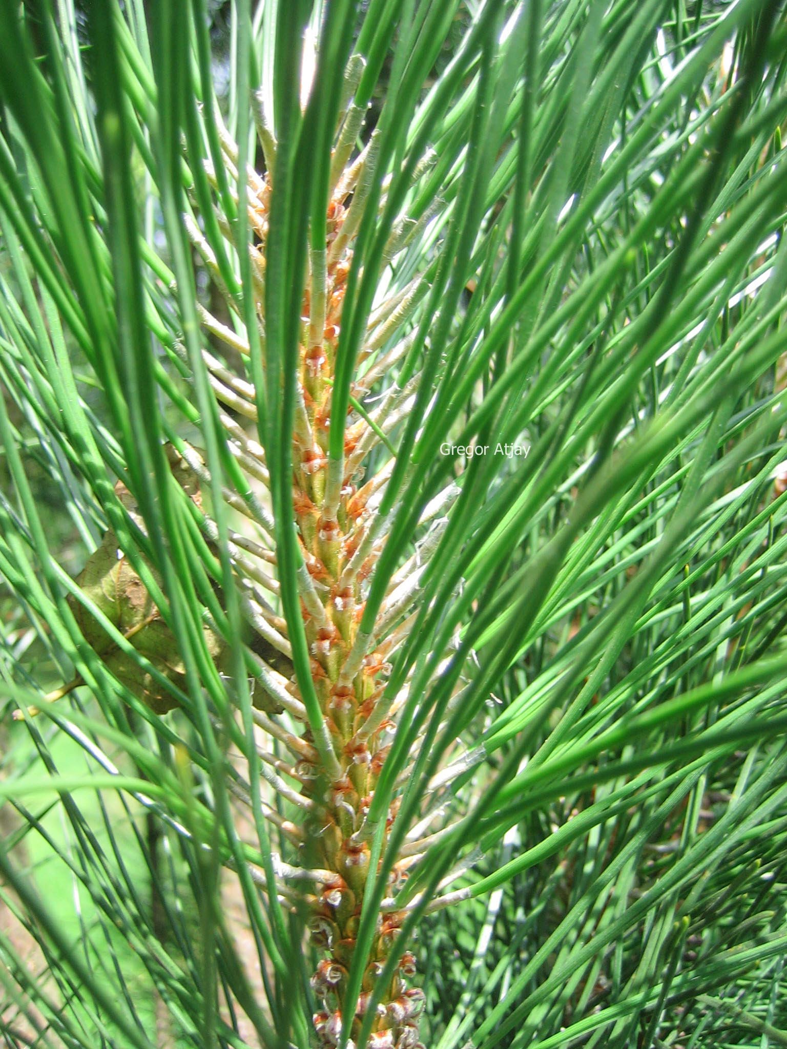 Pinus nigra 'Obelisk'