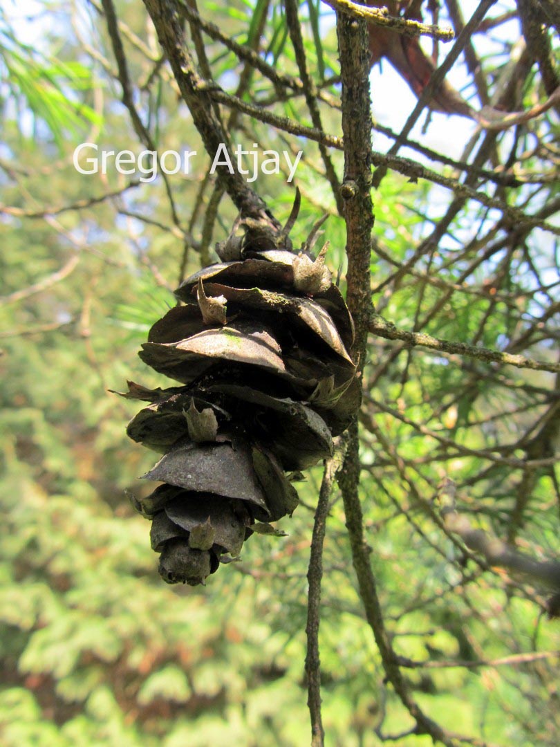 Pseudotsuga japonica