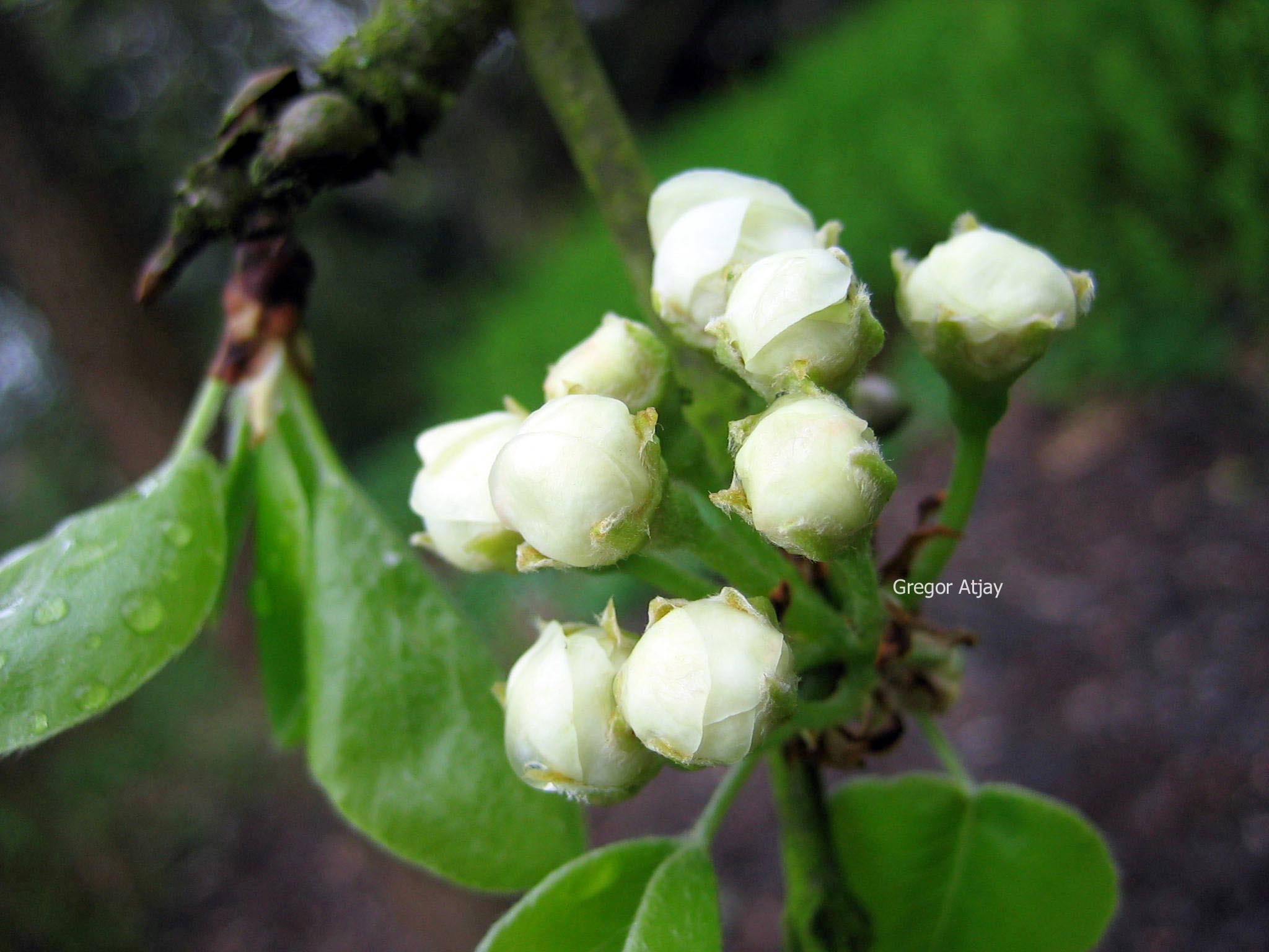 Pyrus regelii