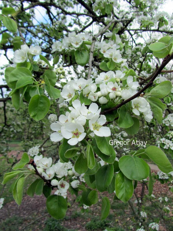 Pyrus regelii