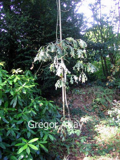 Quercus pyrenaica 'Pendula'