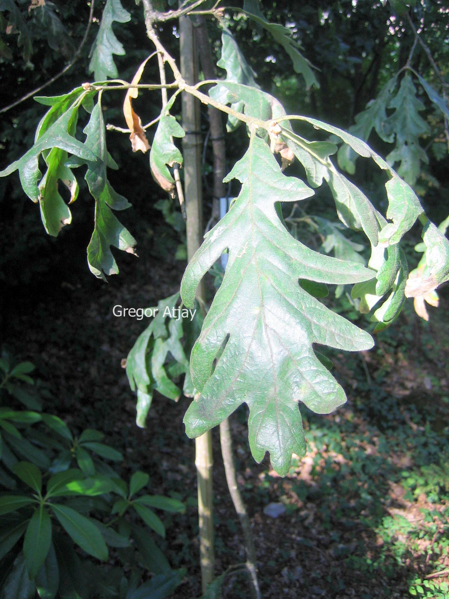 Quercus pyrenaica 'Pendula'