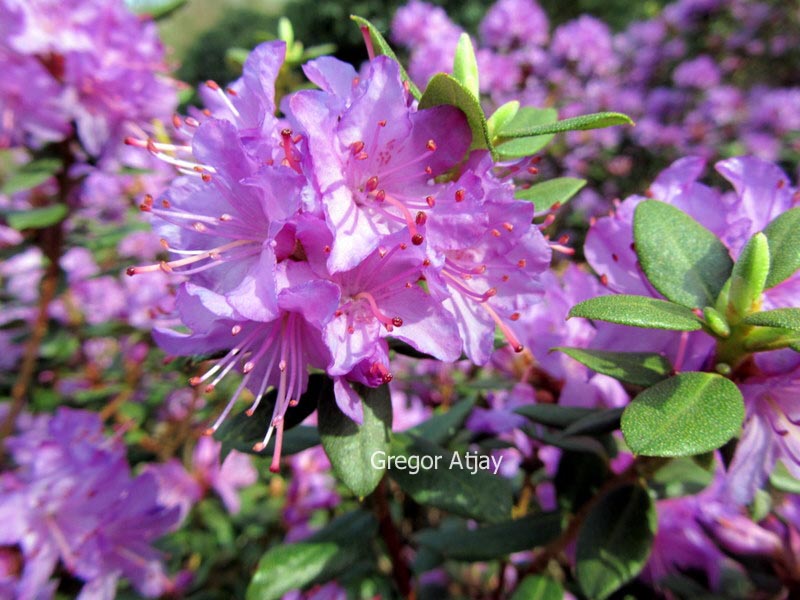 Rhododendron 'Blue Silver'