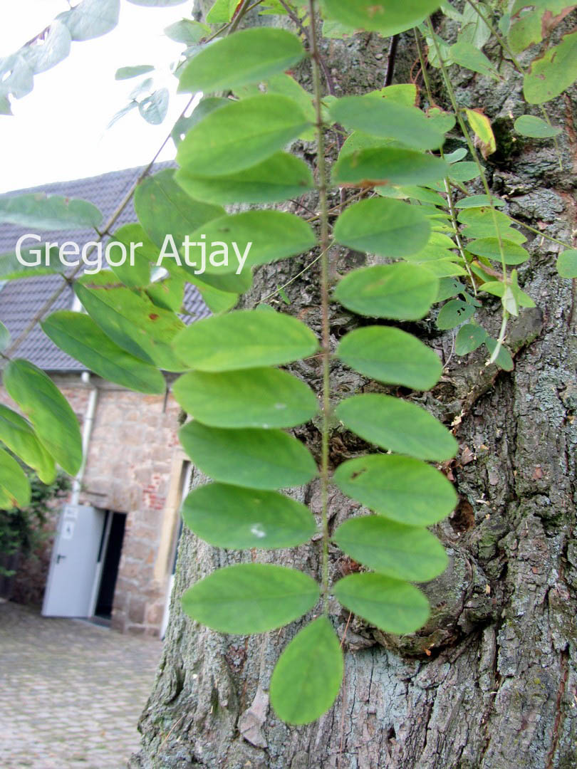 Robinia ambigua 'Decaisneana'