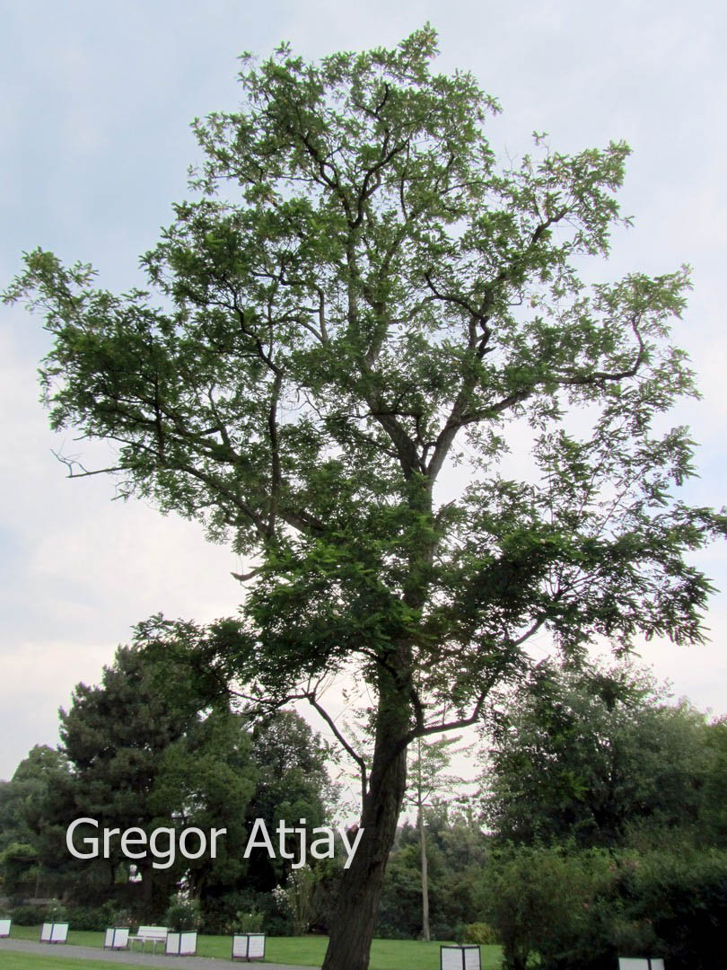 Robinia ambigua 'Decaisneana'