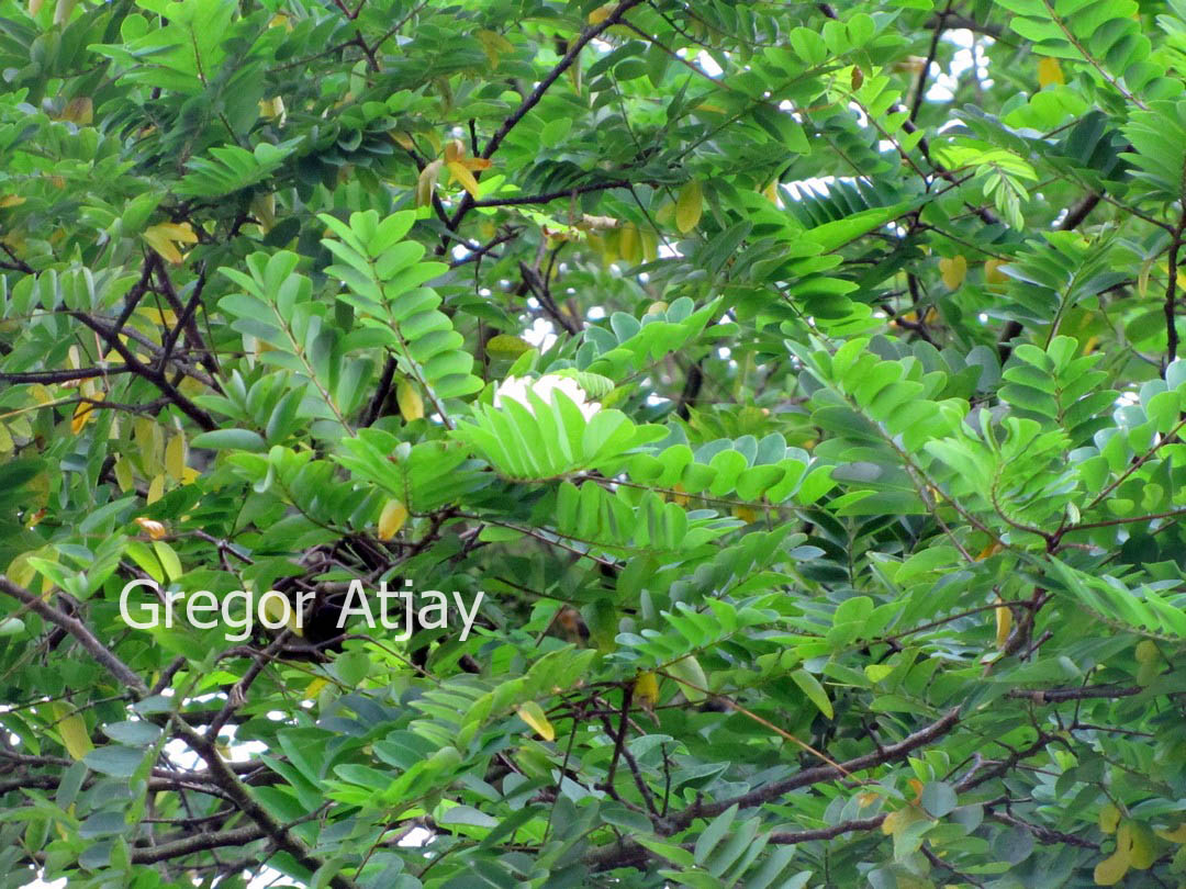 Robinia ambigua 'Decaisneana'