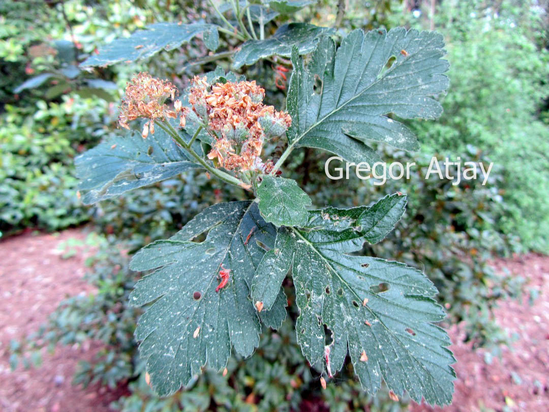 Sorbus arranensis